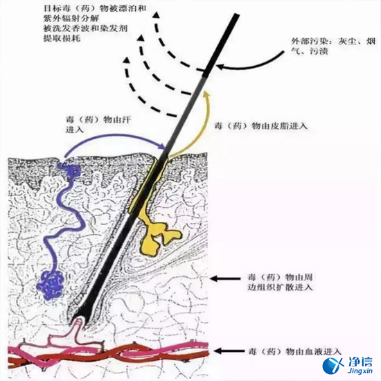  毛發(fā)毒品檢測儀檢測腿毛竟可以測出吸毒?做了全身脫毛也可以？